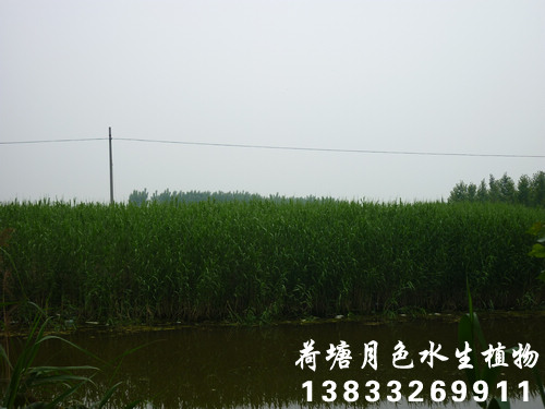 好色先生TV网站21